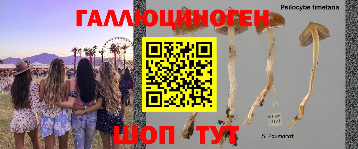 наркошоп  Вход с VPN  Галлюциногенные грибы Magic Shrooms  Тосно  Псилоцибиновые грибы ЛСД 